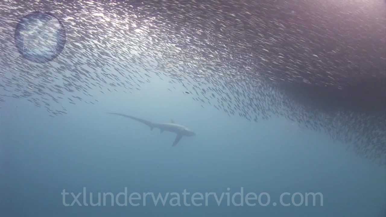 Pescador Island and Thresher Sharks