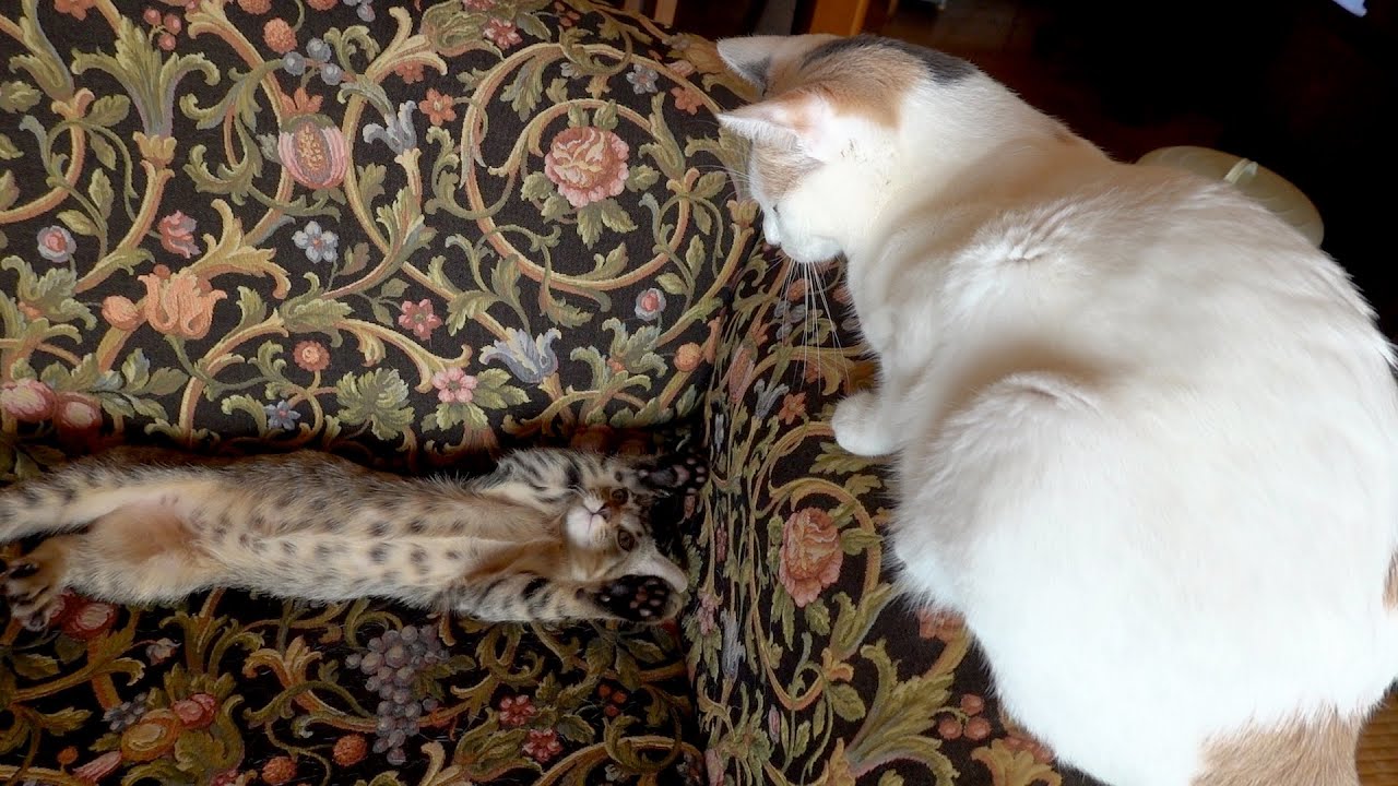 先輩猫にお腹を見せるが理不尽に怒られる後輩子猫のこぱん生後3ヶ月