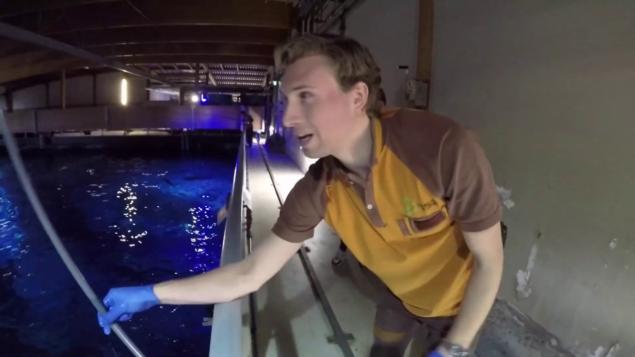 Vlog #2 HAAIEN VOERENin het Oceanium van Diergaarde Blijdorp -  VLOG FEEDING SHARKS IN ROTTERDAM ZOO