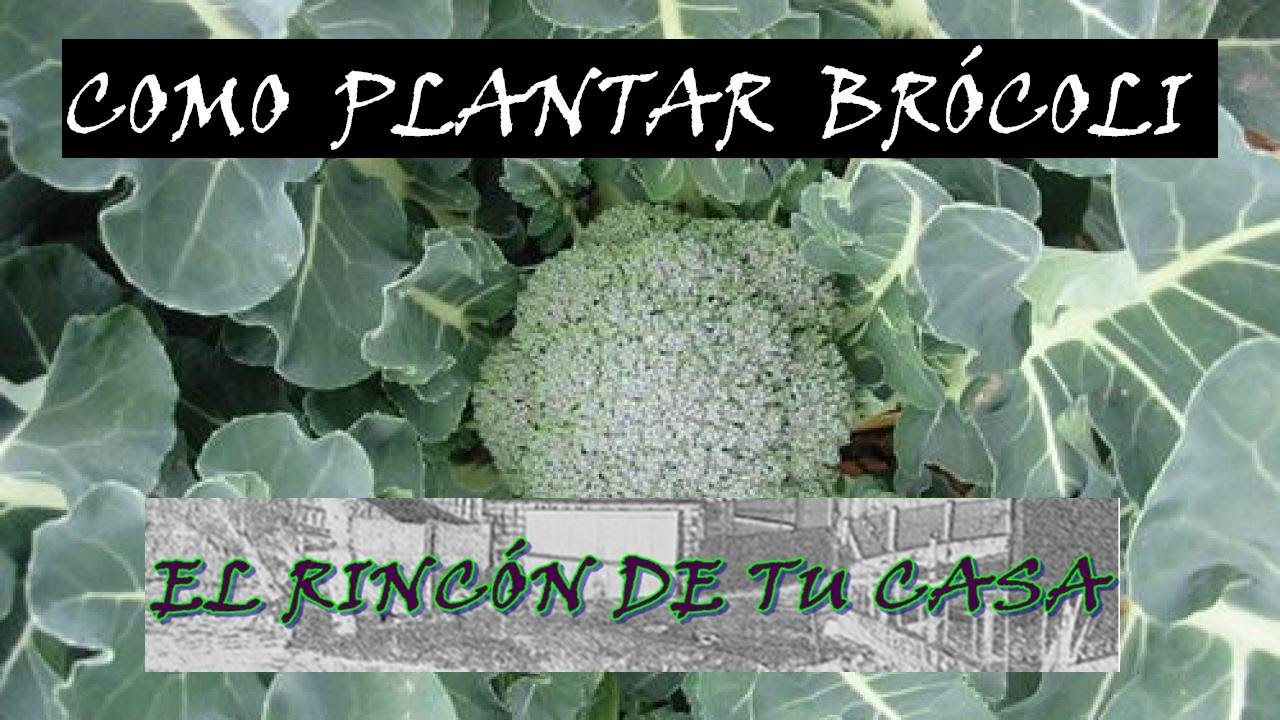 PLANTACIÓN DEL BRÓCOLI
