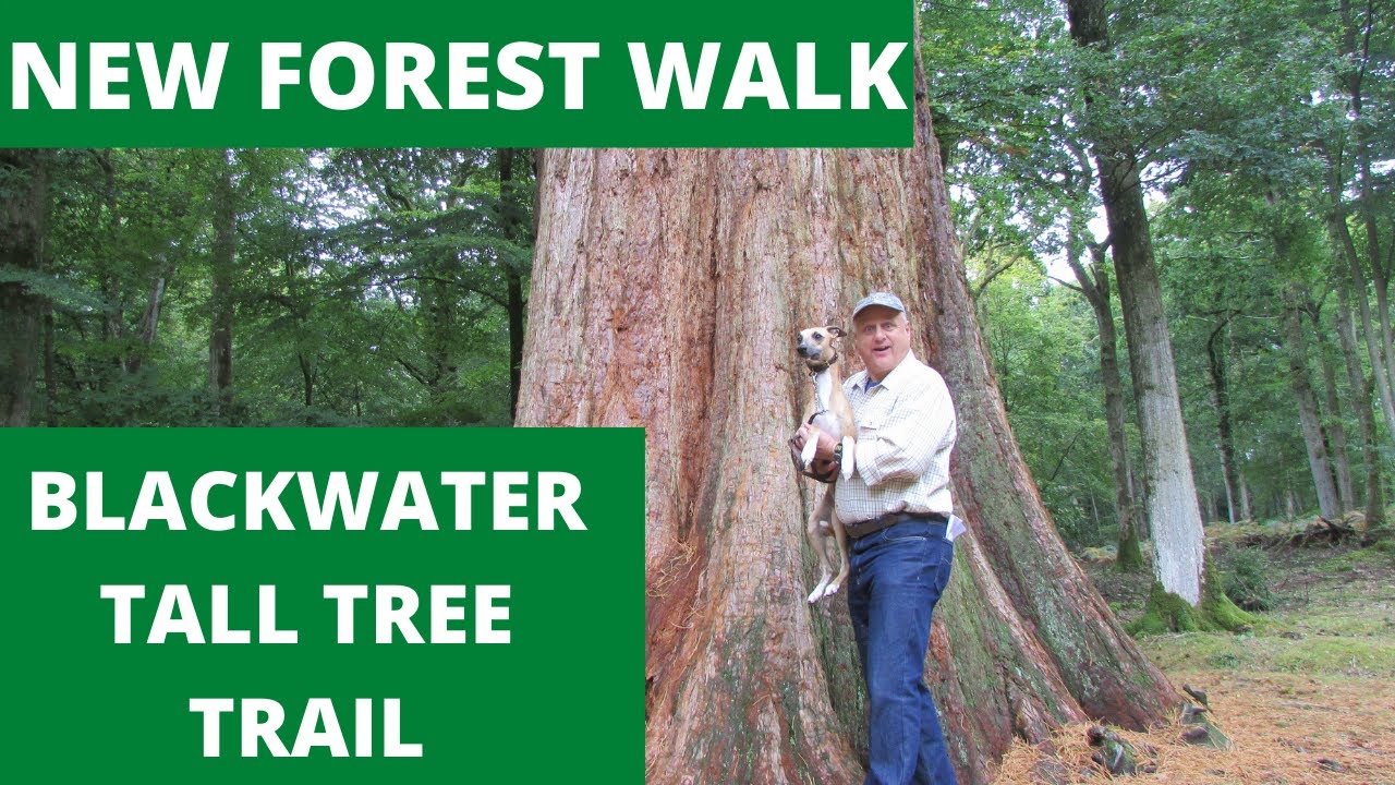 NEW FOREST WALK : BLACKWATER TALL TREE TRAIL (NEW FOREST NATIONAL PARK)