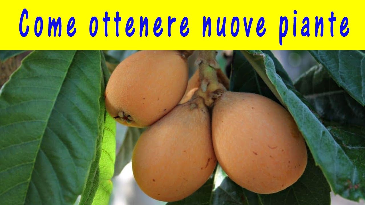 Innesto del Nespolo del Giappone: come, quando e su cosa innestare. Piante da seme o da innesto?