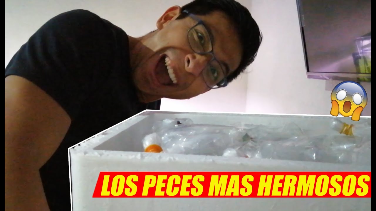 Nuevos Peces Para El Acuario de 300 Litros