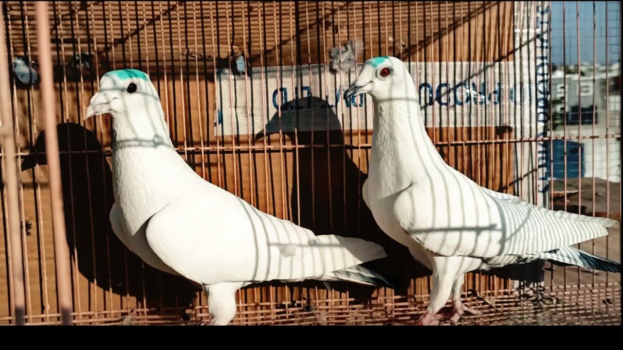 KAISE HAI MERE GHAR KE KABUTAR ..MY HOME BREED PIGEON.883026369