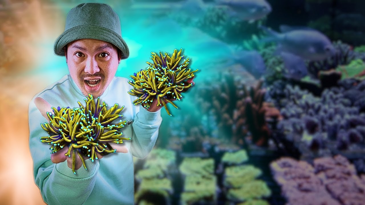 LE PLUS GROS SHOP D'AQUARIO DE  FRANCE X @RecifAtHome Vpc marin