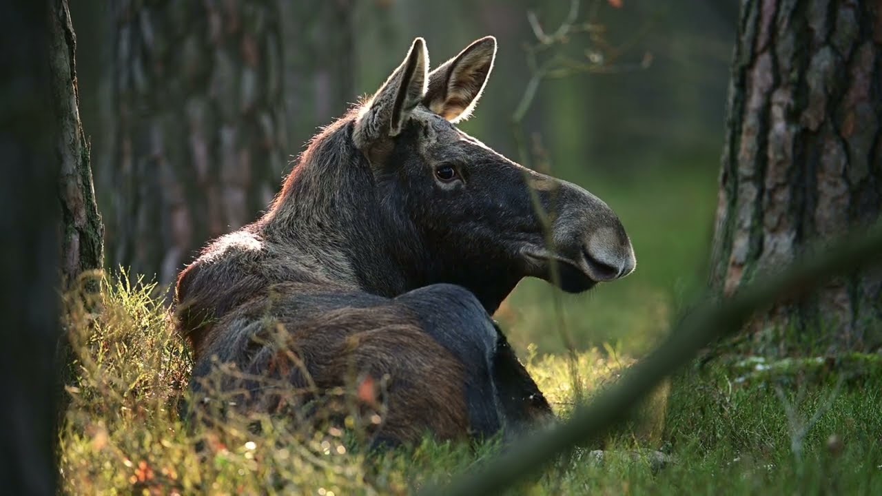 Łosie z Puszczy Kampinoskiej | Moose from the Kampinos Forest, Poland