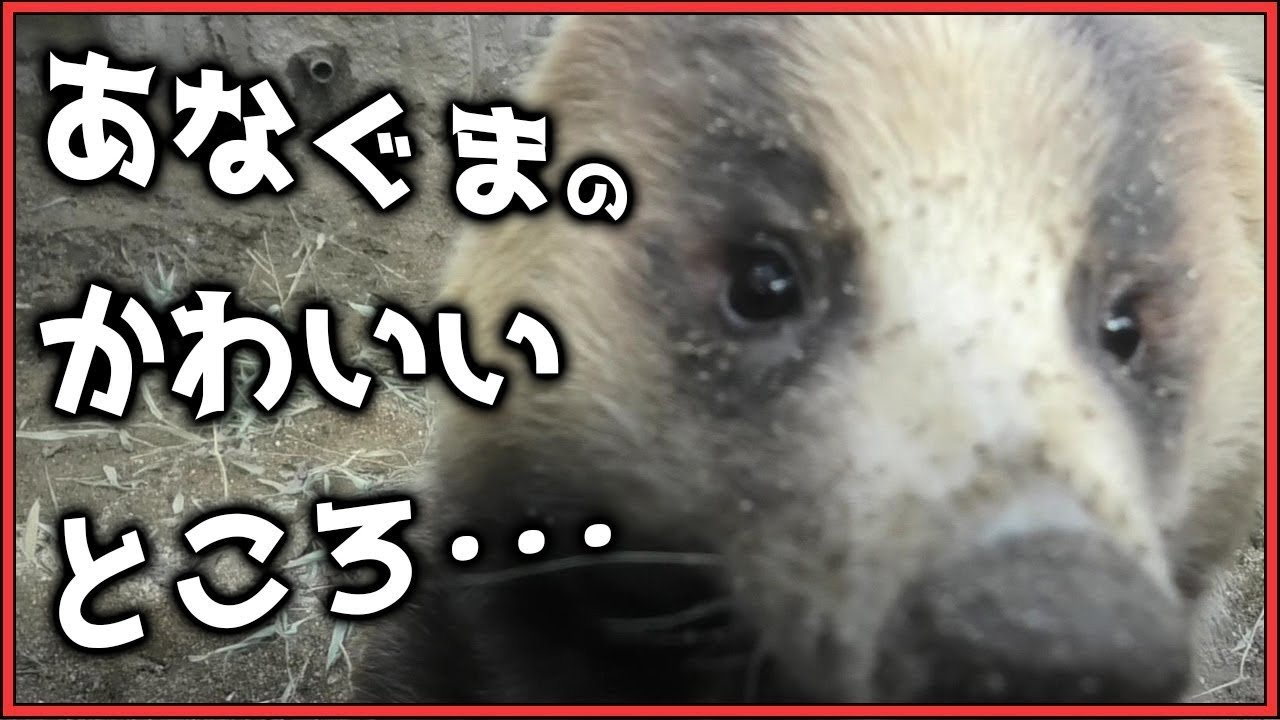 ニホンアナグマ むむくん でんぐり返し＆トンネルくぐり 天王寺動物園 Japanese badger badger Petit & tunnel Tennoji Zoo