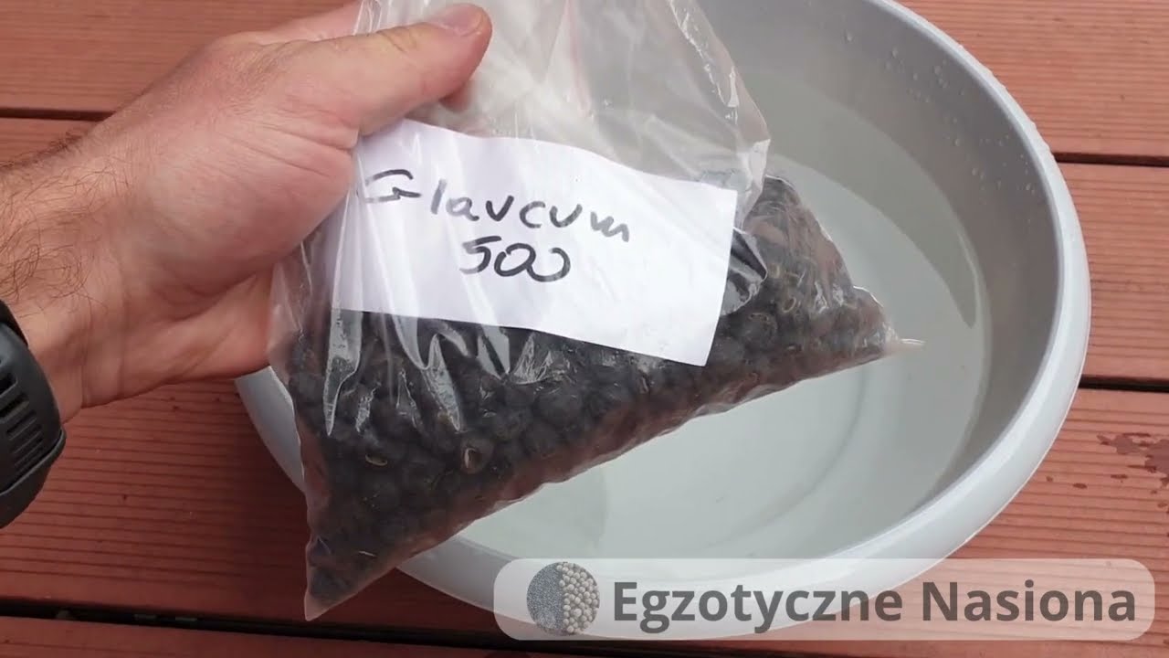 Banan Ensete Glaucum - długo wyczekiwana dostawa nasion