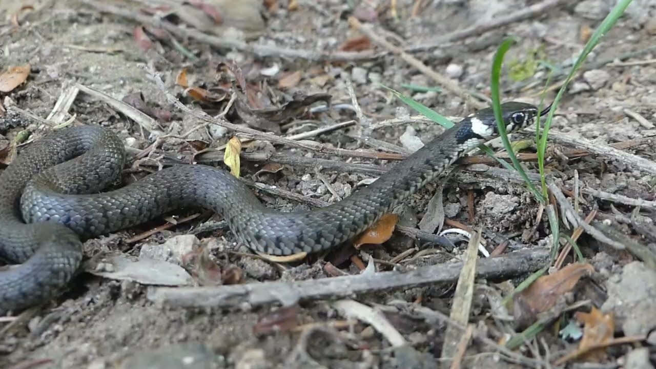 Herping situ 2025