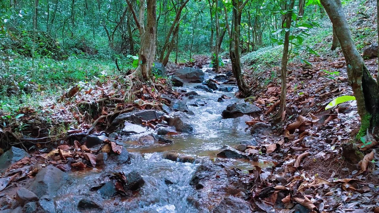 Forest Stream Sounds and Birds for Sleep, Achieve Deep Sleep and Calm Focus