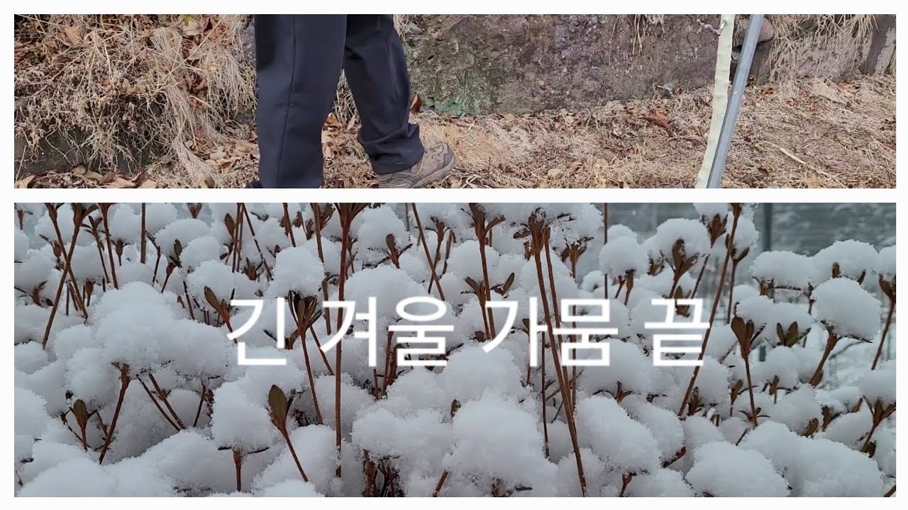 긴 겨울 가뭄 끝/눈이와요/시골에서도 잘 먹고, 잘 살기/그리고 소소한 일상 