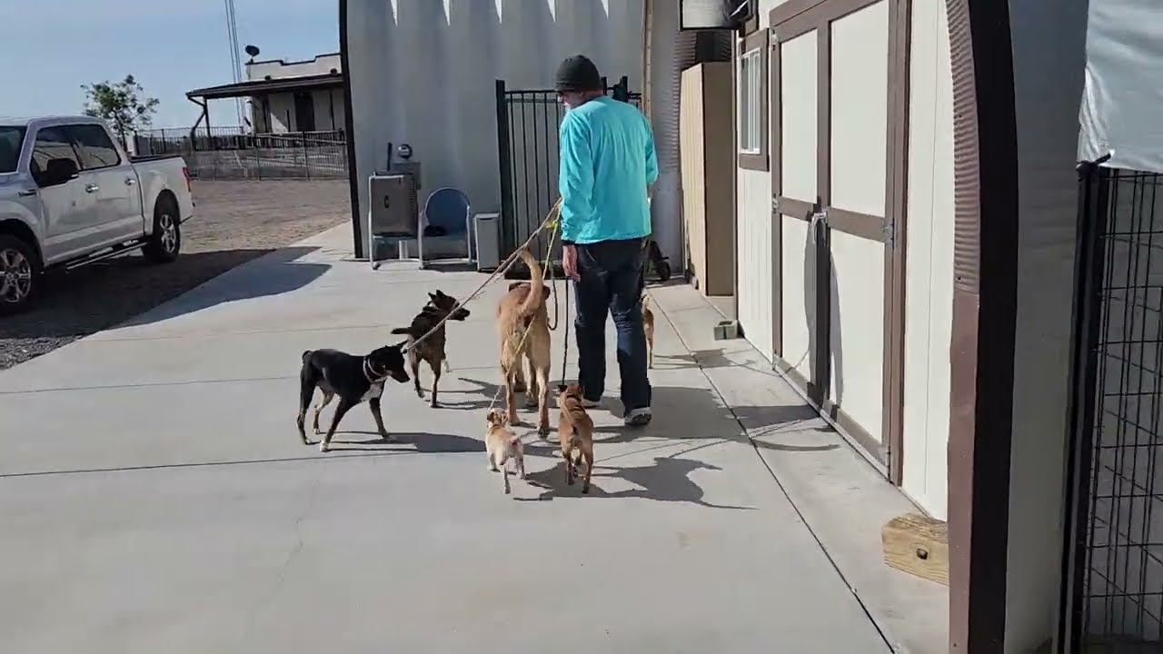 Cooper's Co-Op 6 dogs from playground to kennels!