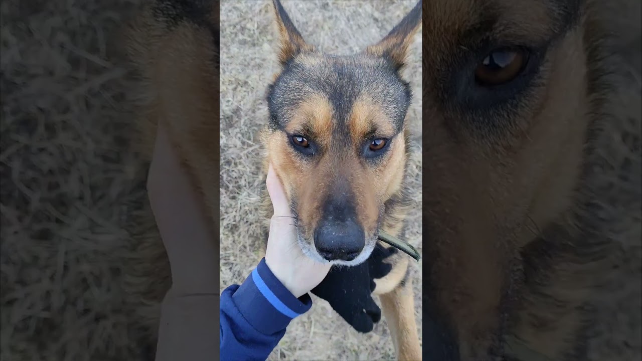 🐕