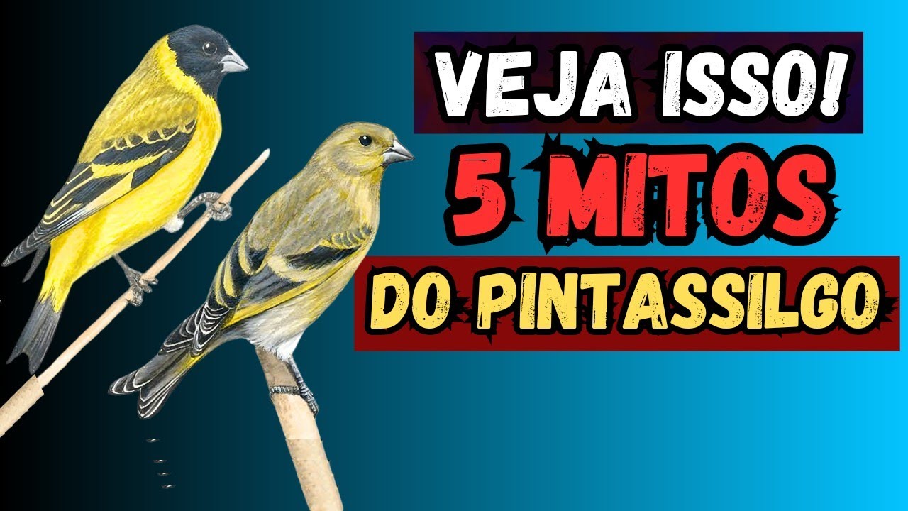 5 Mitos e verdades sobre o Pintassilgo.