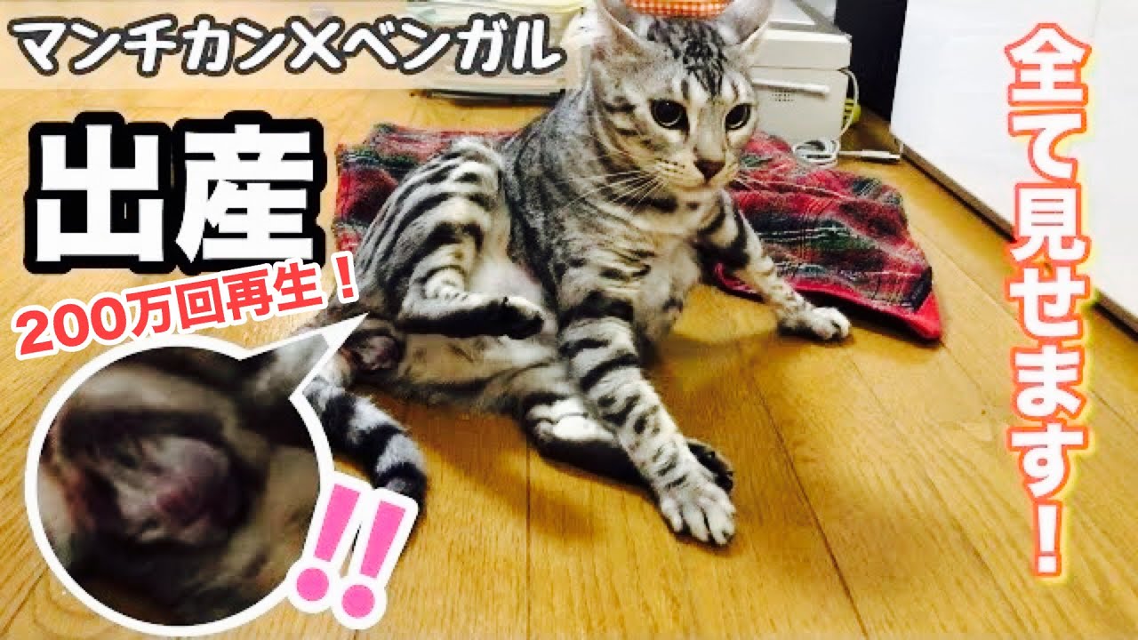 猫の出産【ベンガル×マンチカン】感動と笑いの子猫誕生まで全て見せます！
