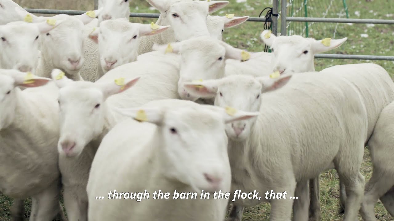 Behind the Scenes: A whole flock of sheep at the new IKEA set