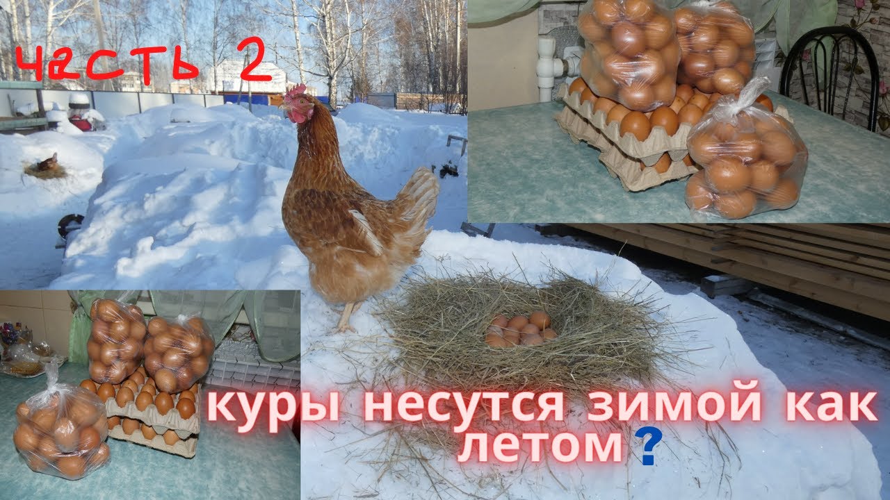 Куры несутся зимой как летом? Часть2.