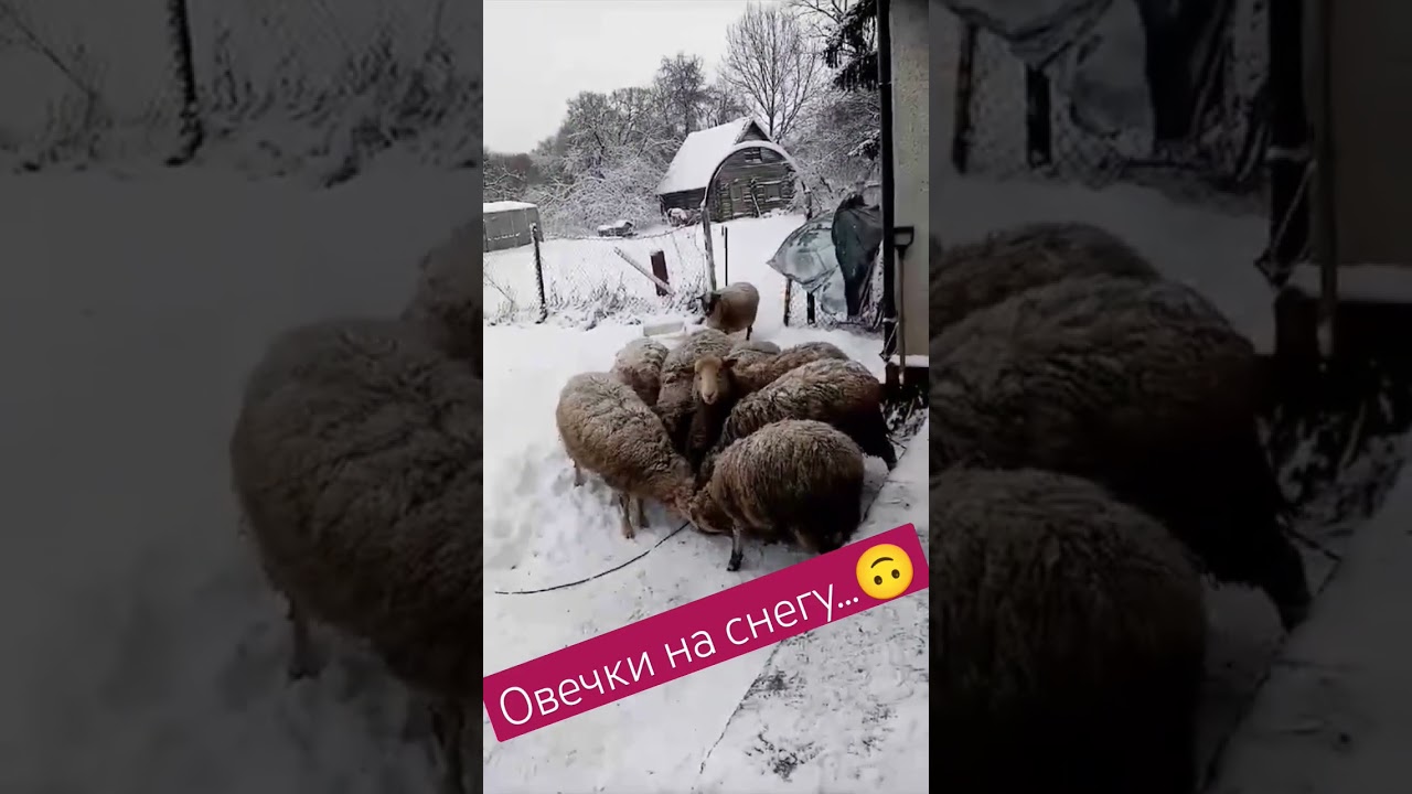 #зима#хутор #деревня #снег #овца #овечка #баран #природа #хозяйство #фермер