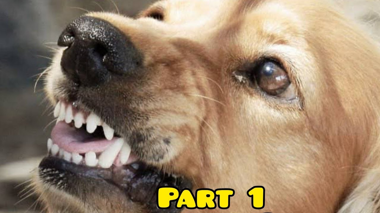 AGGRESSIVE GOLDEN RETRIEVER