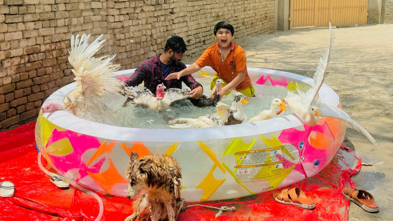 Sary pets ko Ali k new swimming pool me nehla deya 😱 || pool party with pets 😱 ||