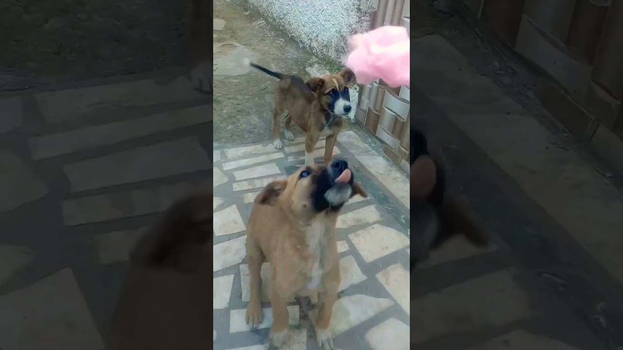 Candy | Cotton candy | Dog eating cotton candy 🍬 #dog #candycrush #shorts
