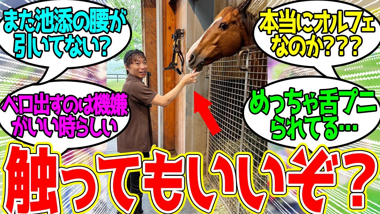 ベロを出すオルフェーヴルと戯れるikze…に対するみんなの反応！【競馬 の反応集】