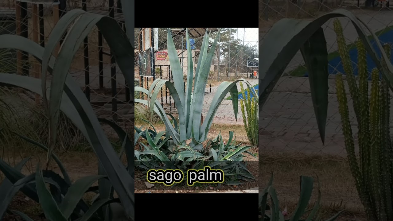 ecosystem, variety of plants, visit to a garden, 10th class trip, 10th class practical