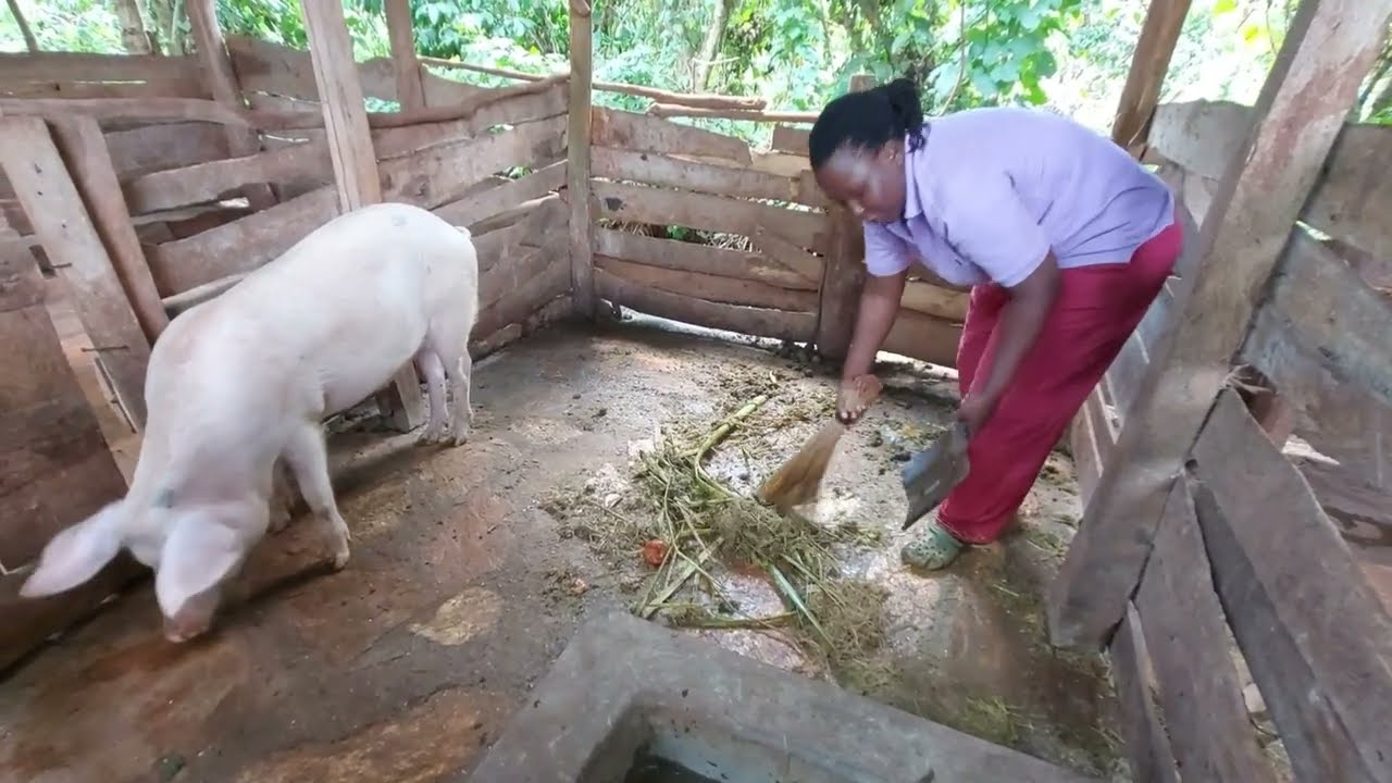African village life//cleaning our pigsty over the weekend #Piggery #pigsty  #cleaning