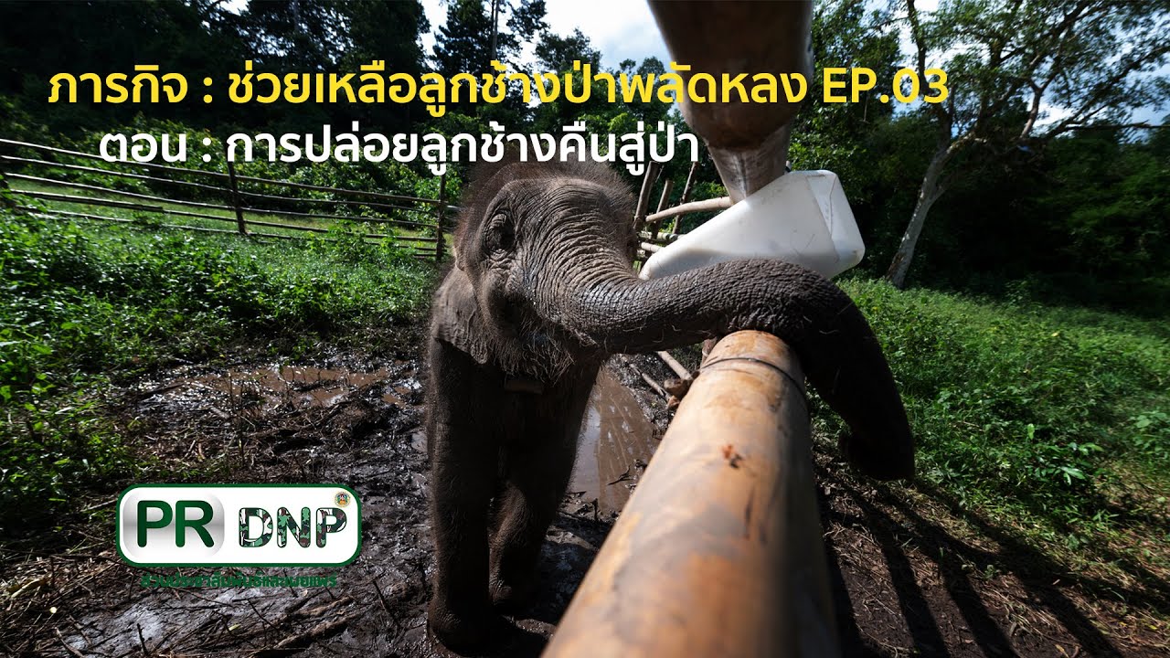 ภารกิจ : ช่วยเหลือลูกช้างป่าพลัดหลง EP.03