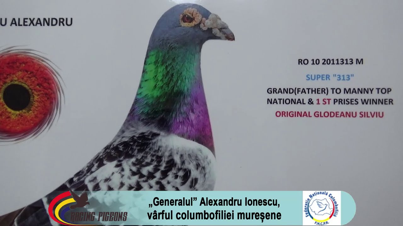„Generalul” Alexandru Ionescu, vârful columbofiliei mureșene