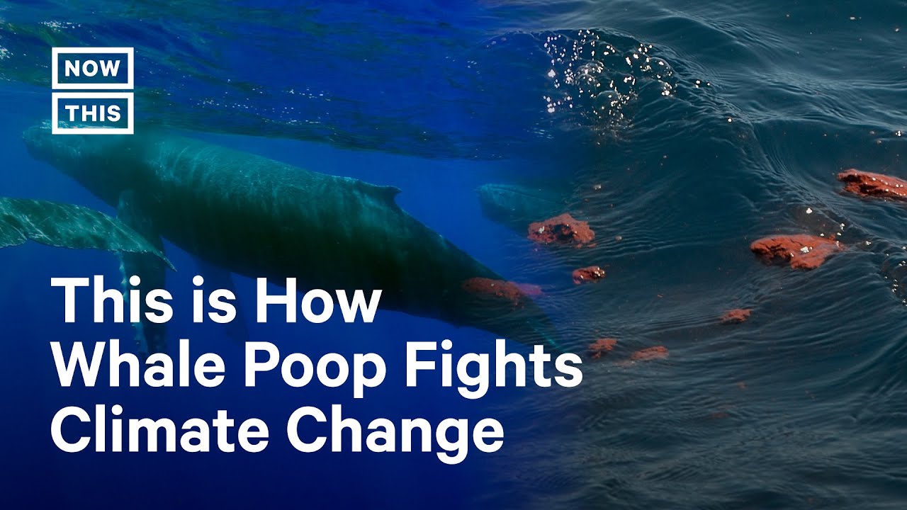 How Whales Help Fight Climate Change