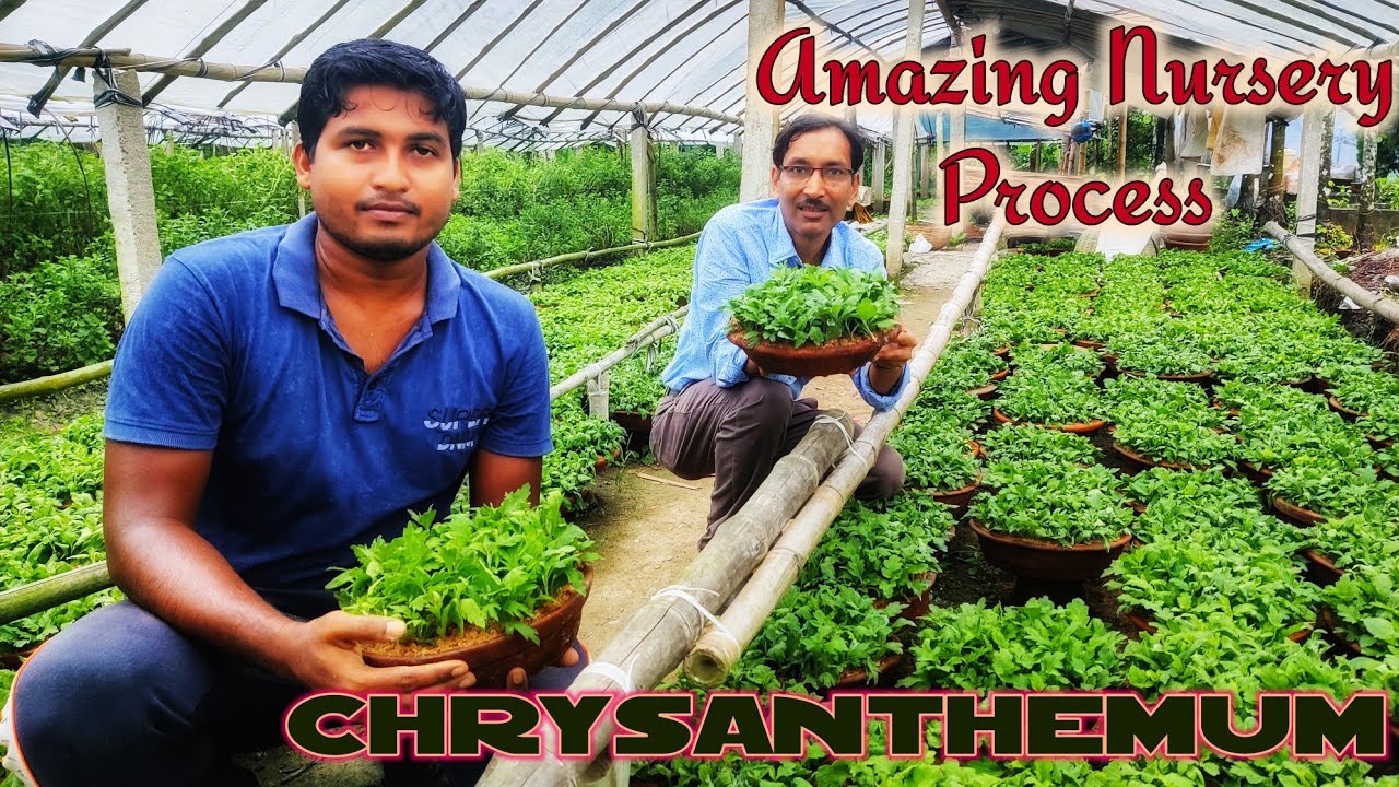 Amazing Nursery Method of Chrysanthemum Cutting, You Never Have Seen Before / Mums Cuttings Easily