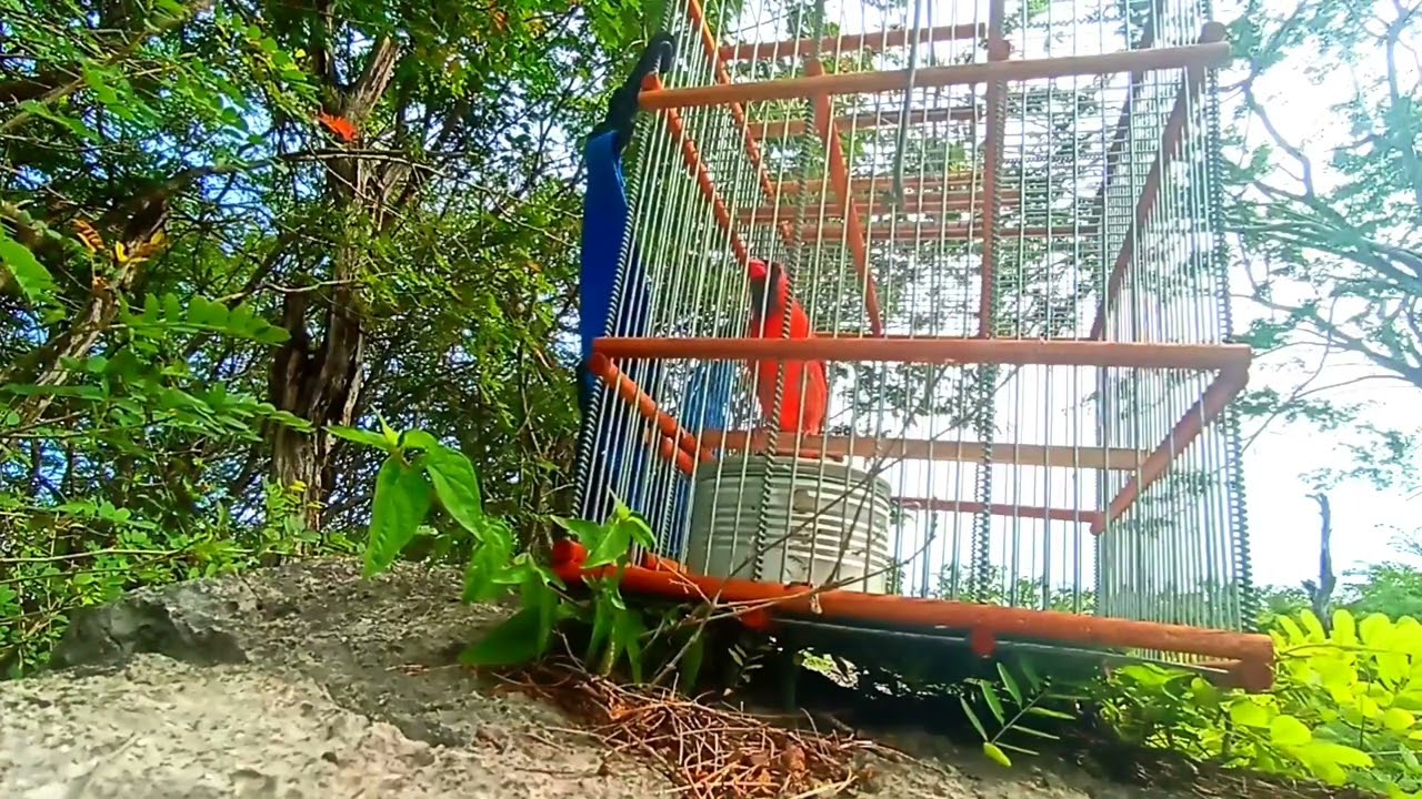 Cardenal rojo yucateco