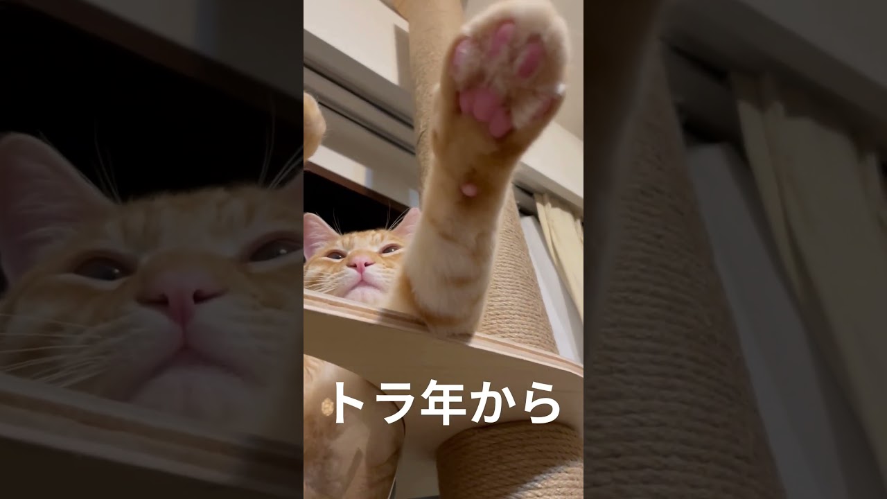 トラ柄の猫から、うさぎ年へバトンタッチ