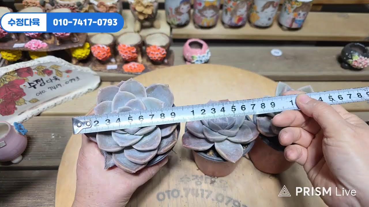 수입신상, 여주분 할인판매 #라이브 방송 1월 31일 #수정다육 010.7417.0793 #다육식물 #화분 #수제화분 #키핑 #에오니옴 #코노피튬 #라울