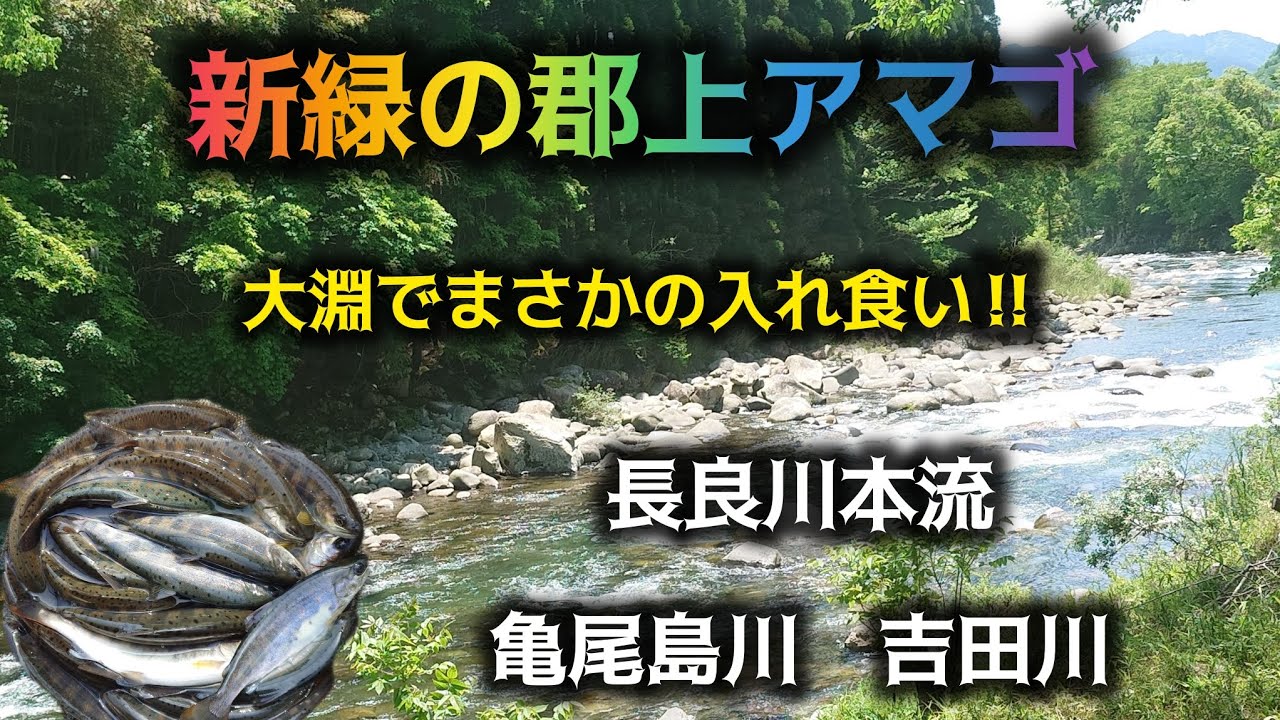 新緑の郡上アマゴ　大淵でまさかの入れ食い‼️長良川本流　亀尾島川　吉田川