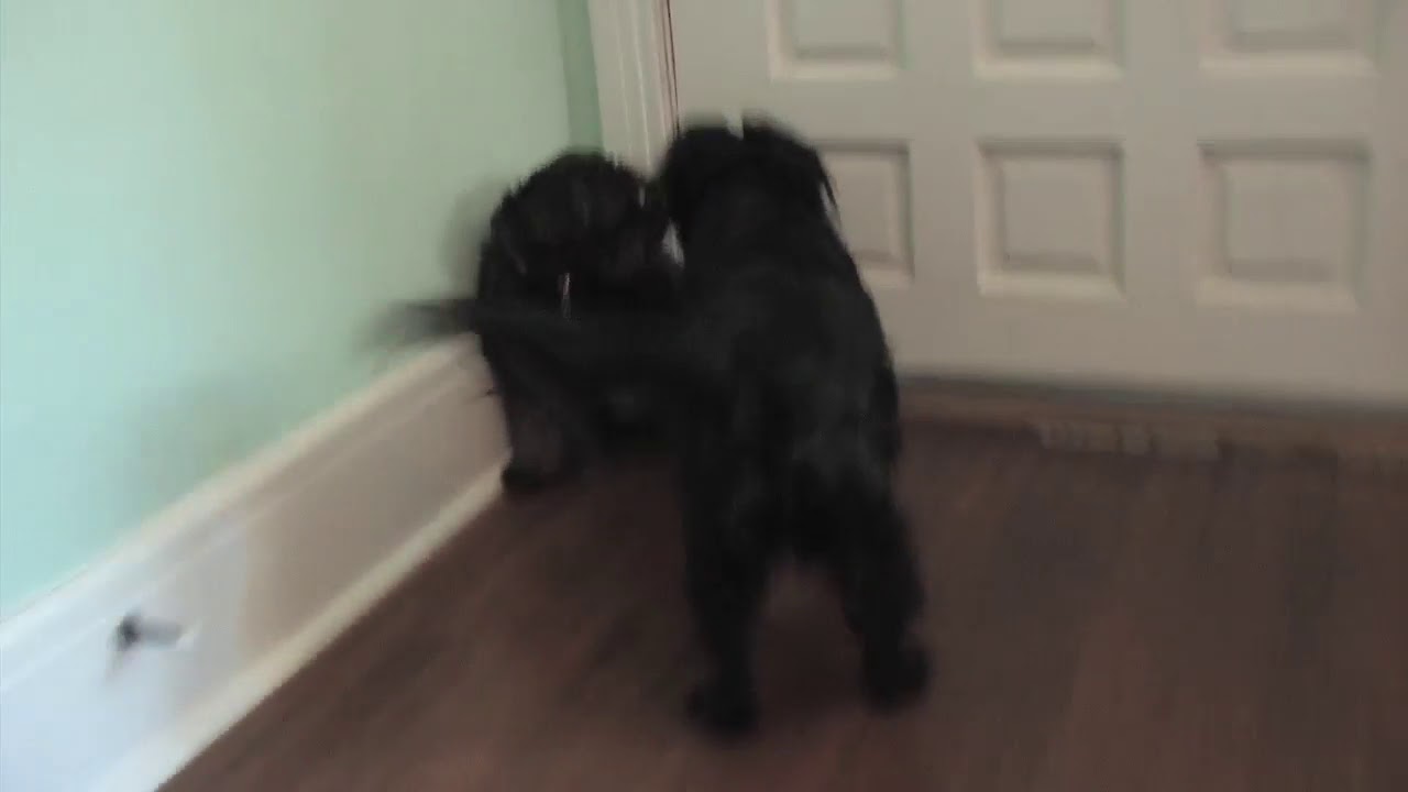 Bad Dog and Shy Dog Have a Play Date