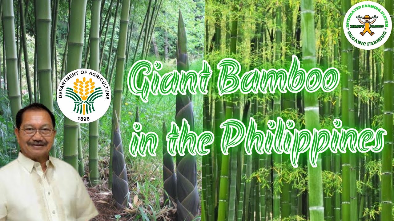 Part1 giant bamboo farming in the Philippines | Sec. Manny Piñol | giant bamboo industry