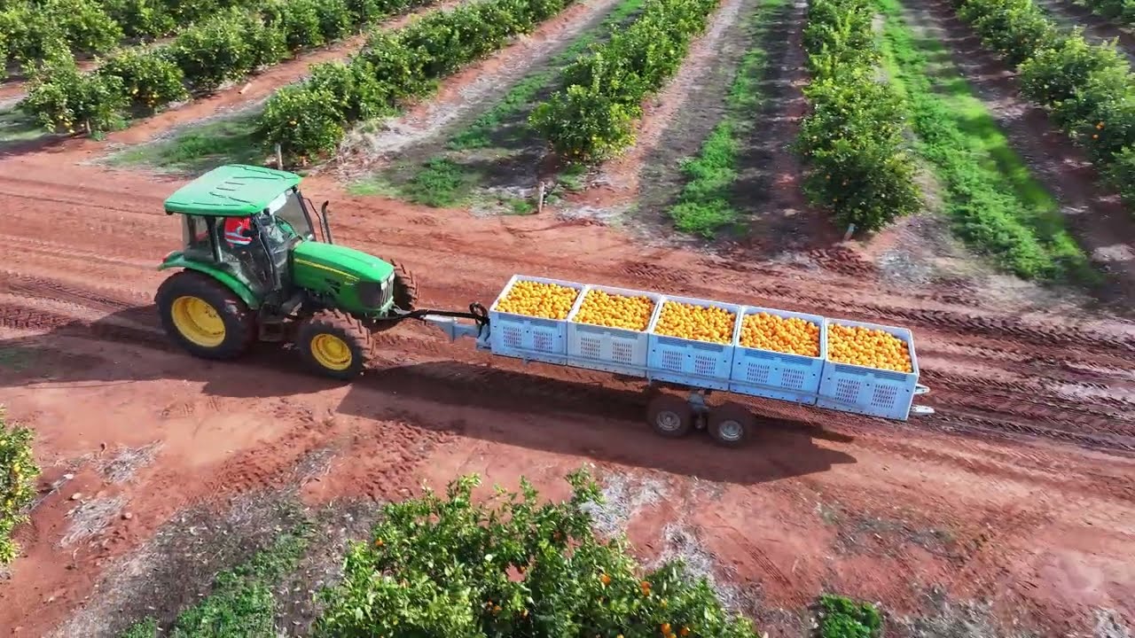 Game-Changer for Citrus Harvest 🍊 | AIM Self-Loading Bin Trailers in Action