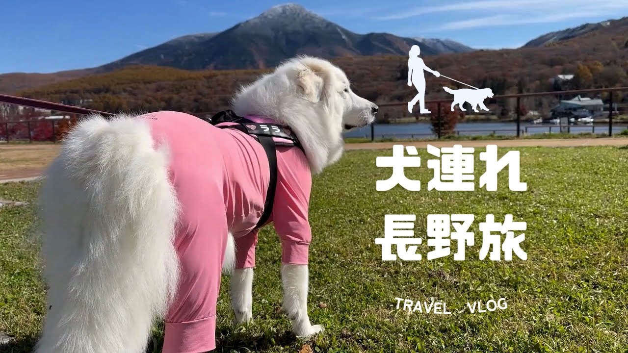 【犬とおでかけ】グレートピレニーズと長野旅🐾