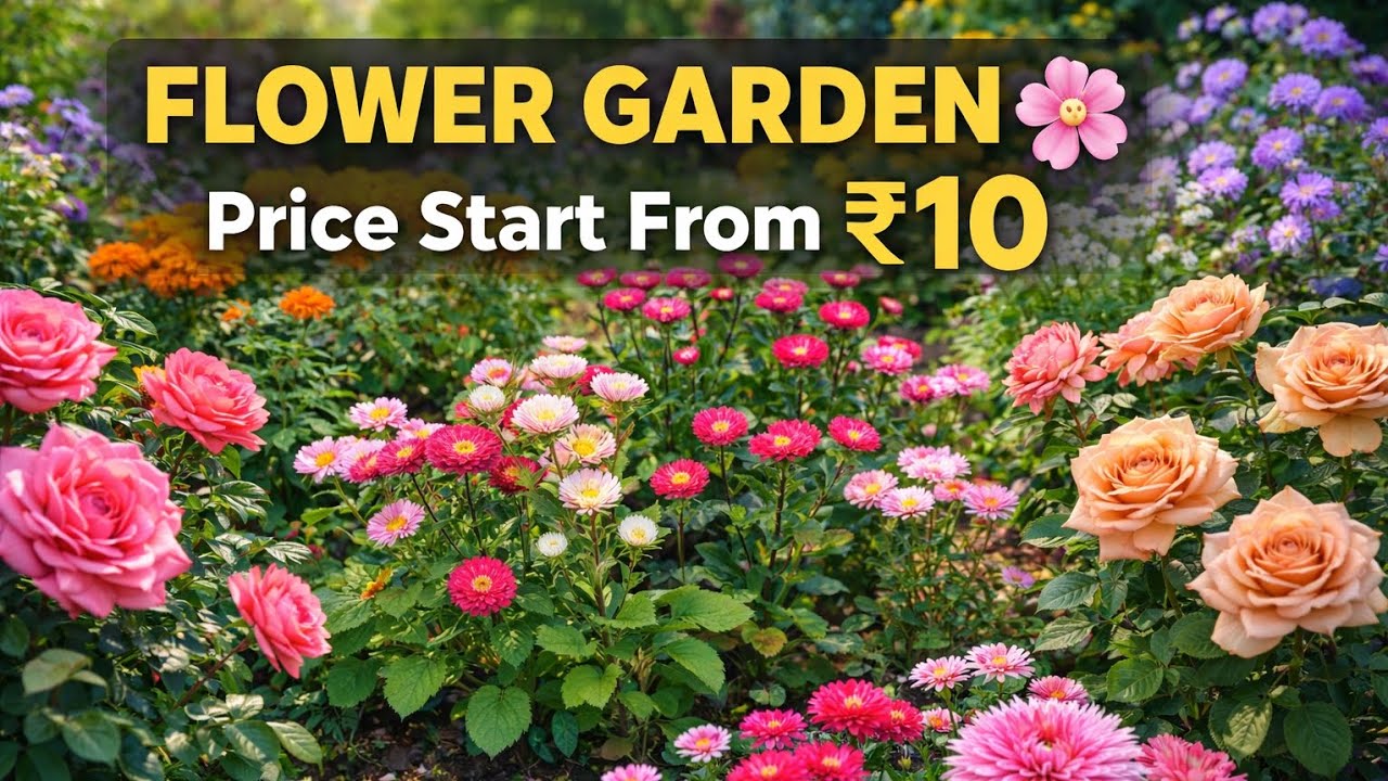  #flower shopping 🥰garden multi coloured flowers🌹 with love 🌹🌹 women's day shopping ❤️ 
