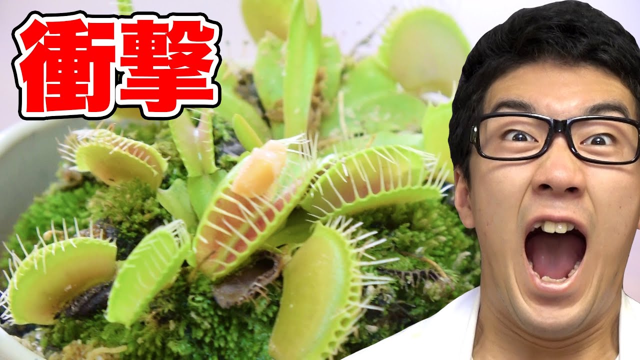 【実験】食虫植物に納豆や高級食材食べさせてみた！