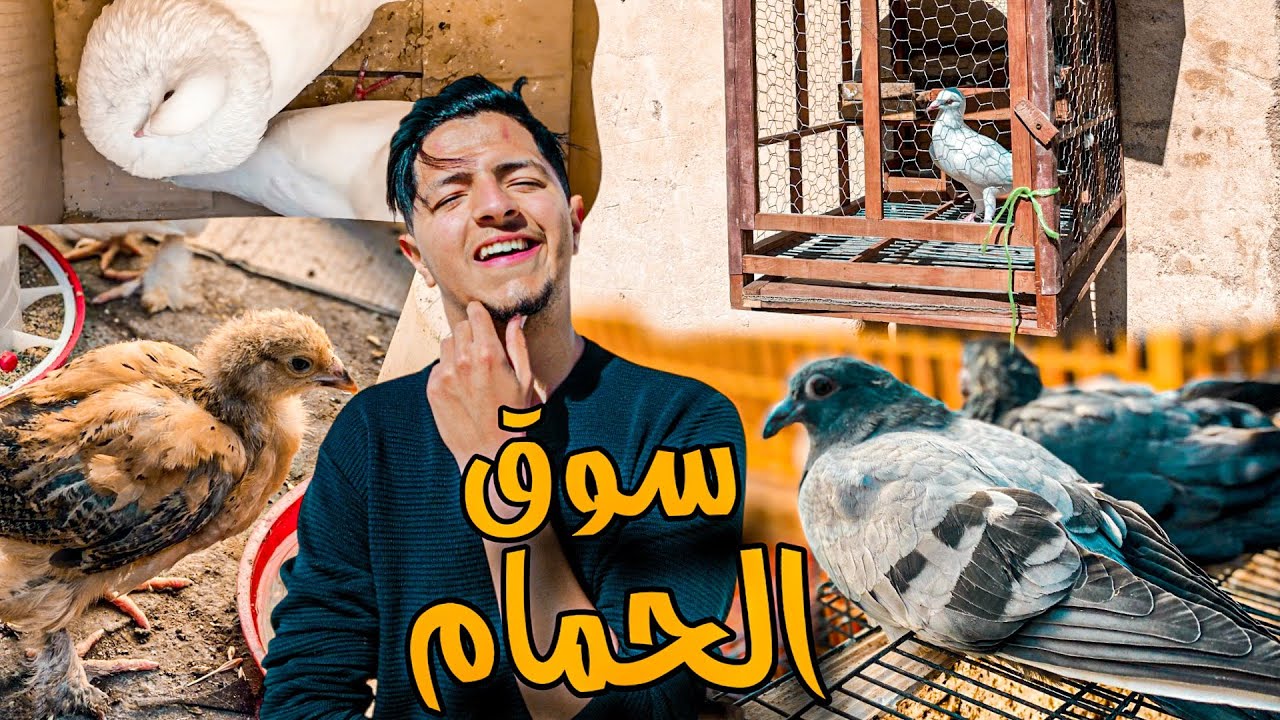 أحسن يوم في سوق الحمام وطيور باب الكيسة فاس 🤩