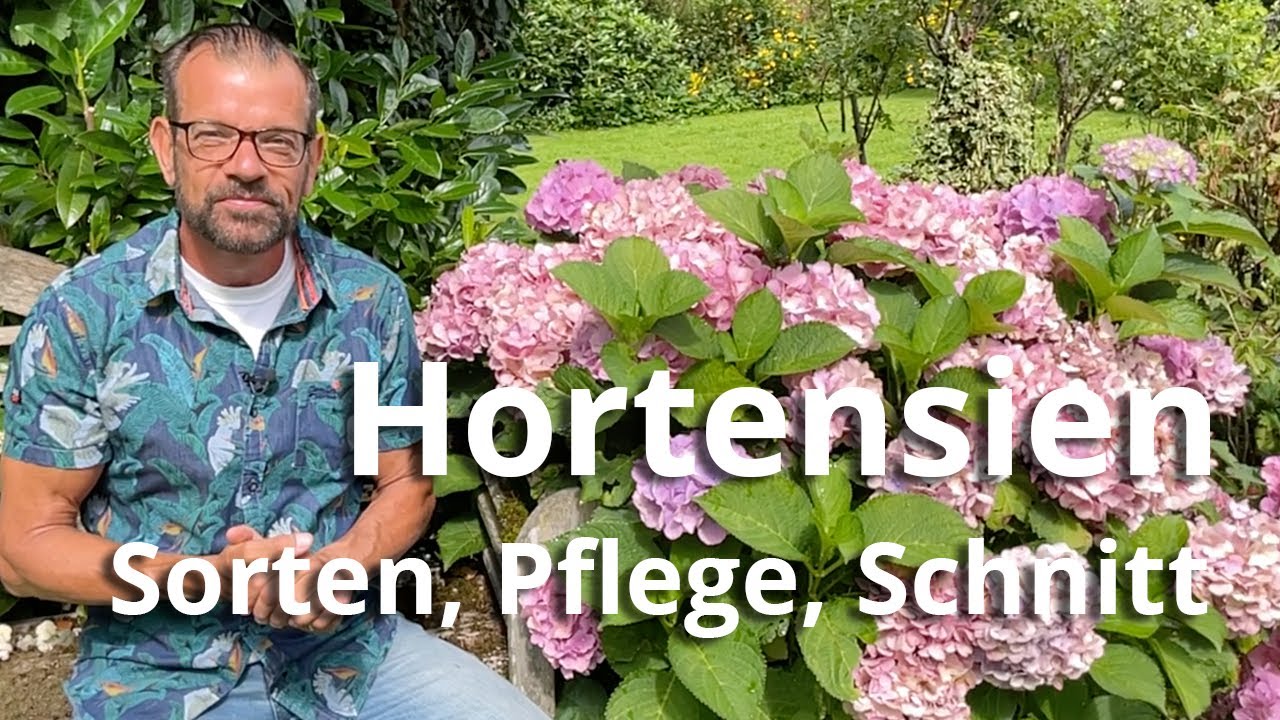 Hortensien - Sorten, Pflege und Schnitt