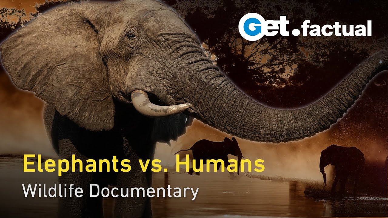 Elephants Up Close: Botswana's Largest Mammals in a Changing World | Full Documentary
