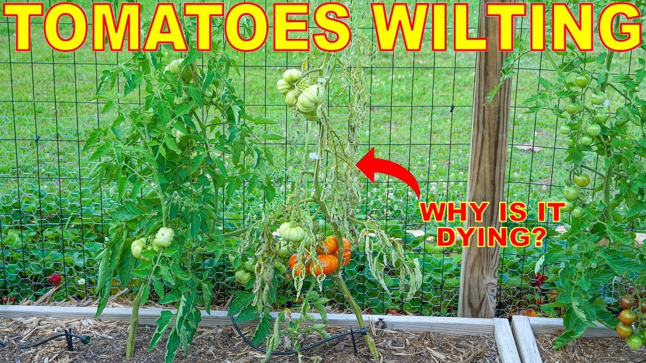 Why Are My Tomato Plants DYING? Managing Tomato Wilt Disease