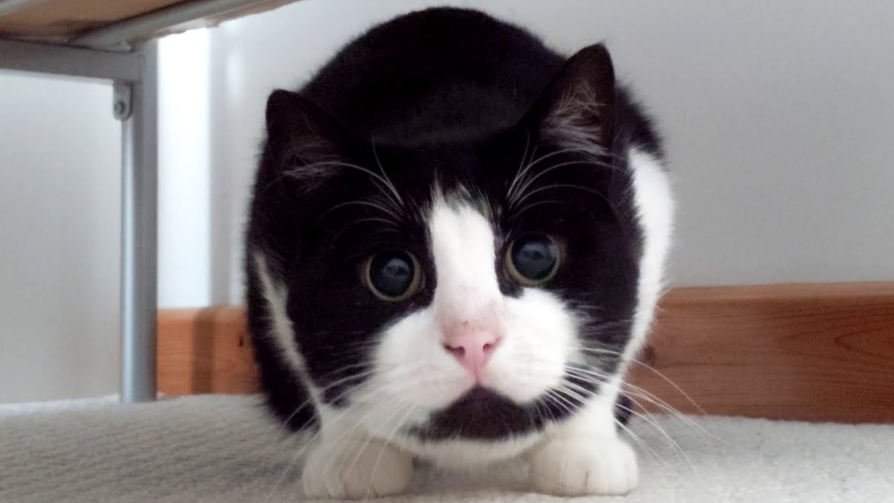 Cat Wiggles Butt Before Pouncing