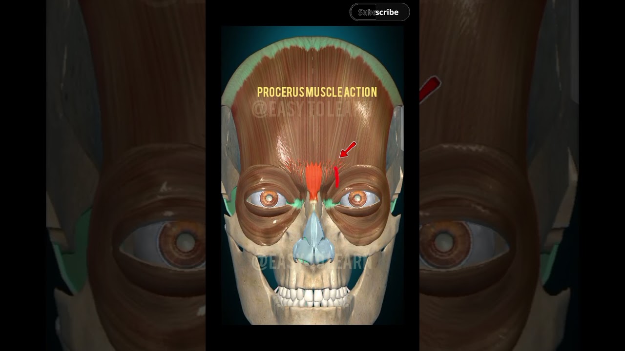 PROCERUS MUSCLE ACTION
