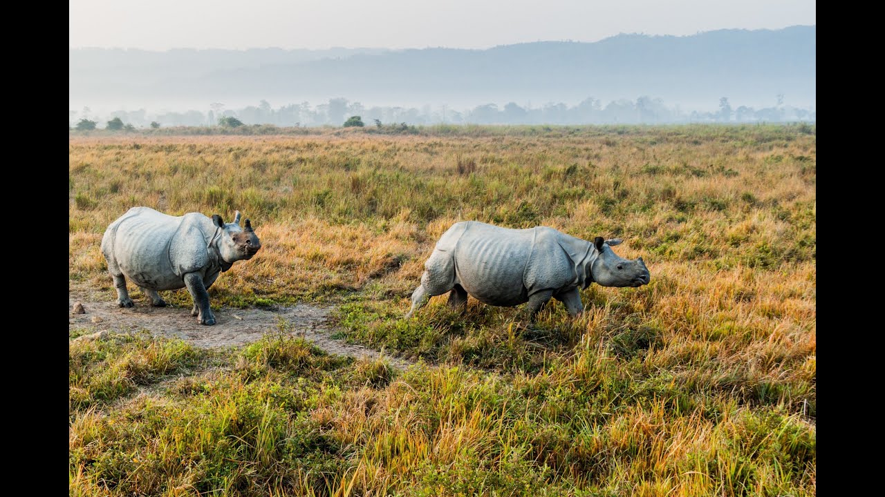 Brahmaputra Wildlife Cruise (India) with Naturetrek