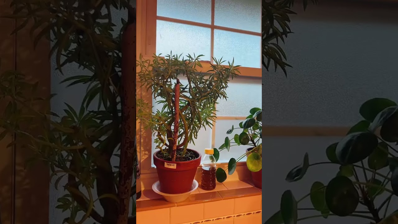 Indoor Plant Tour#indoorplants #houseplants #planttour #indoorjungle